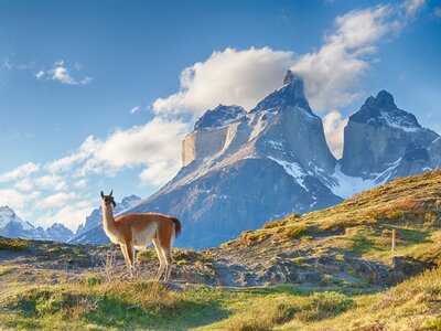 Alpaca atop hill with peaks of Los Kuernos in background, Guanaco and Cuernos del Paine in Chile, Patagonia