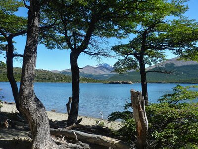 Trees in foreground growing on edge of lake leading to mountainous landscape view in bckground, village of El Chalten, Patagonia