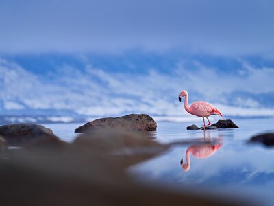 Pink Chilean flamingo standing in body of water amidst stones, Phoenicopterus chilensis, Patagonia, Chile