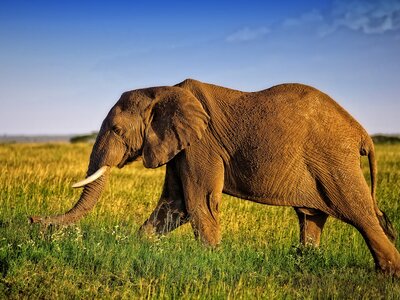 Huge African elephant bull  walking across the savannah in a game park, Africa