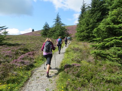 Women walking uphill in line on stone pathway with heather flower and pine tree covered hills in the Lake District