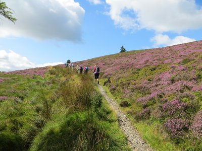Group of women walking up a purple heather plant-covered hill in the Lake District