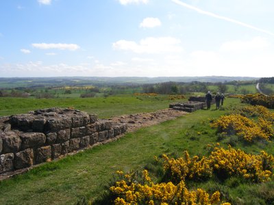 Small group of people walking alongside Hadrian's wall on sunny day with yellow flowering gorse plant growing next to them in green fields