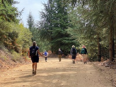 Ramble Worldwide group walking downdirt pathway aside pine trees, Greece