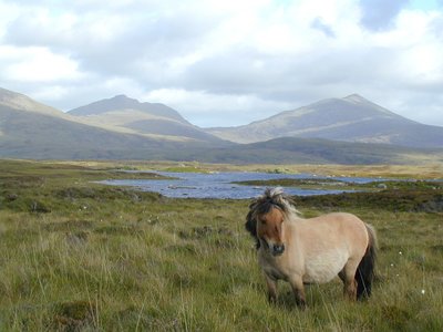 Horse standing in grasslands with small lake and mountain in background, Scotland (Martin Shepley)