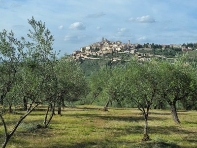 Trevi viewed in distance from field of olive trees, Italy