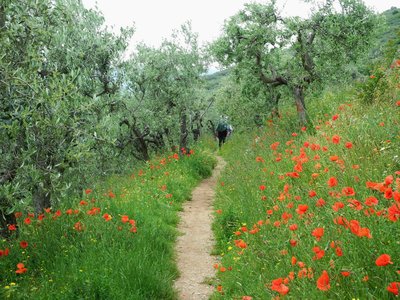 Thin footpath in the centre of the image with many red poppies to the left and right of the path, olive trees growing both sides, and ramble worldwide walkers in the distance blending in to foliage, Acquedotto Romano di Spello 