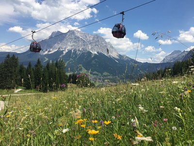 Cable cars viewed from below in field of wildflowers with Zugspitz mountain in background, Austria