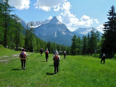 Ramble Worldwide walking group descending grassy hill with pine trees leading towards mountain, Austria