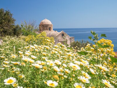 Spring flowers on the Peloponnese, Greece