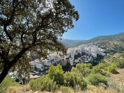 Sun shining through branches of tree leaning away from camera on hill with white houses in distance among green mountainous area, White Towns of Andalucia, Pueblo Blancos, Sierra de las Nieves, Spain