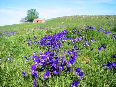Wild purple pansies on the Aubrac plateau, France