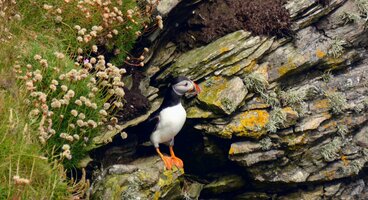 Puffin perched on cliff rock in Scottish Isles, Scotland, United Kingdom