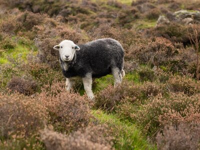 Herdwick sheep in Buttermere, Lake District