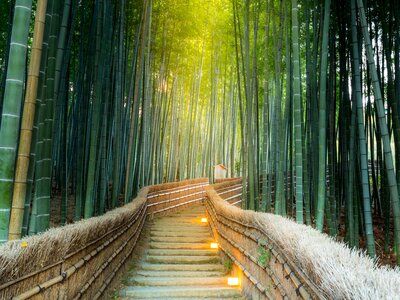 Bambooo Forest, Kyoto, Japan