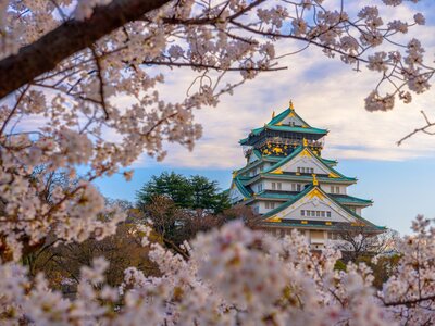Cherry Blossom, Japan