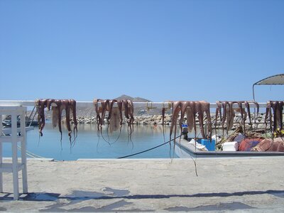 Octopus hung over metal rail drying out in the sun, Greece