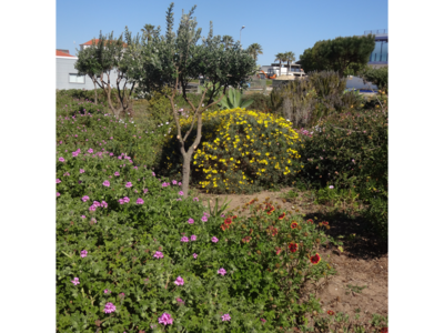 Flowers of various colours appearing out of green bushes in Portugal, Algarve, Porto Covo