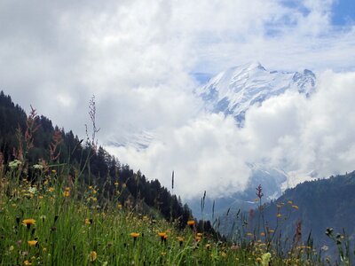 Tall yellow wild flowers in foreground with snow-capped Mont-Blanc peaking out from gap in clouds in distance, Col de Voza, France