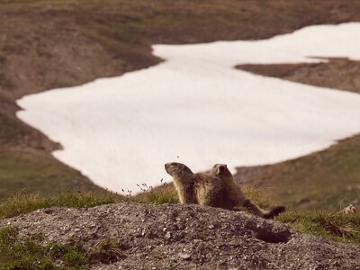 Two marmots sat on dirt mound at gorge in  Col de la Seigne, France