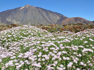 Mount Teide in background with purple wildflowers in foreground, Tenerife, Spain
