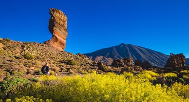 Yellow flowers in foreground with Roques De Garcia unique rock formation at Teide National Park with mount Teide in background, Tenerife, Spain