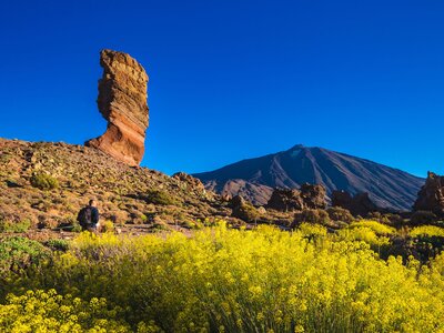 Yellow flowers in foreground with Roques De Garcia unique rock formation at Teide National Park with mount Teide in background, Tenerife, Spain