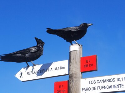 Two ravens sat atop white and red signpost, Ruta de los Volcanes, La Palma, Spain