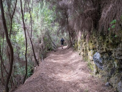 Man walking down pathway in Laurel forest Laurisilva, lush subtropical rainforest at hiking trail Los Tilos, La Palma, Canary Islands, Spain
