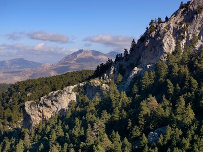 Pine trees growing diagonally up mountain with more mountains in background, Pinsapos Forest (Abies pinsapo), Sierra de las Nieves National Park, Andalucia, Spain