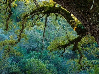 Oak tree branches veering far away from trunk into distance with lime green leaves attached and contrasting against dark green leaved bushes and trees in background, Valencian Oak Forest, Andalucia, Spain