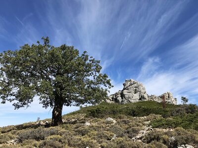 Single oak tree atop hill with large rocks in background and cirrus uncinus clouds above, Andalucia, Spain