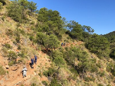 Group of walkers descending hillside trail surrounded by shrubs and trees on clear blue sunny day, Sierra de las Nieves, Andalucia, Spain