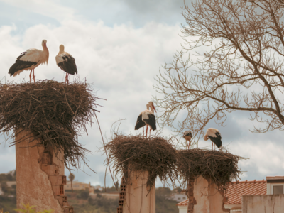 Group of Storks nesting on broken building walls, Algarve region of southern Portugal 