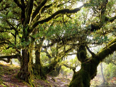 UNESCO World Heritage Site Laurisilva Forest with trees covered in moss being highlighted by the sun rays passing through the thick canopy, Fanal Forest, Fanal,  Madeira Island, Portugal