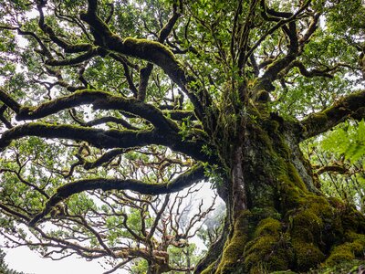 Ancient laurel tree covered with perennial moss, Laurisilva forest, Madeira Island, Portugal