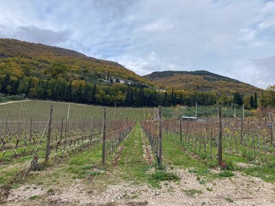 Truffle fields in Gubbio, Italy