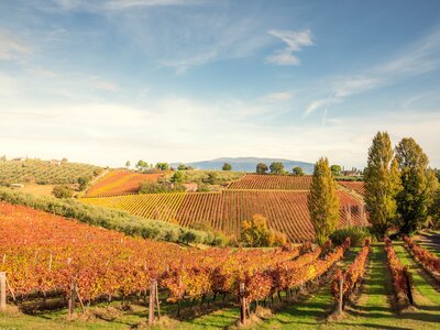 Landscape of Sagrantino di Montefalco Vineyards in autumn, Umbria, Italy