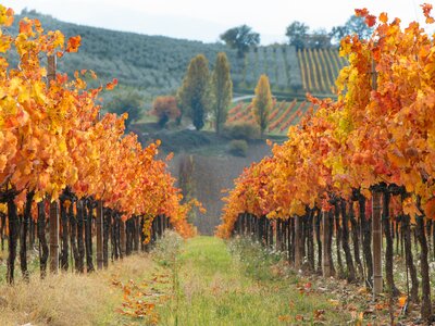 Long rows of Italian vineyard in autumnal foliage and Sagrantino grapes in Montefalco, Umbria, Italy