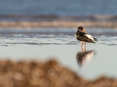 Eurasian oystercatcher bird poses on the shore, North Norfolk Coast, UK