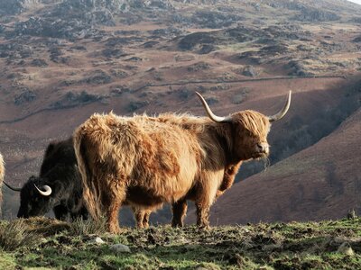 Highland cow eating hay whilst looking at camera with other highland cows in background alongside Lake District fells, Cumbria
