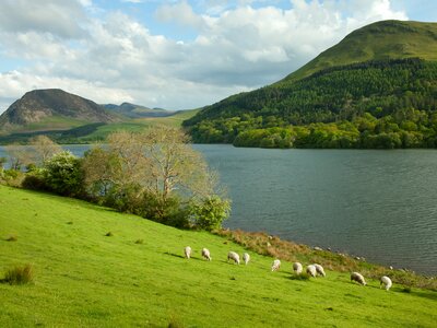 Sheep grazing on pastures in the English Lake District