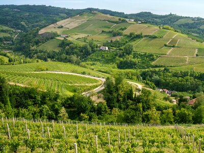 Rural landscape at springtime in Langhe near Diano, Cuneo province, Piedmont, Italy
