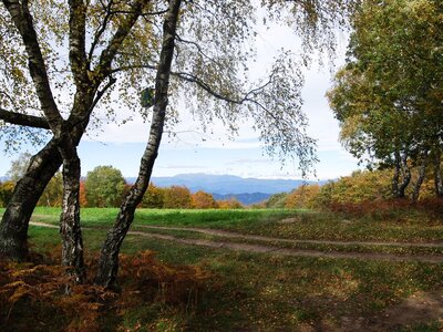 Pathway under trees near Rupit in Catalonia, Spain
