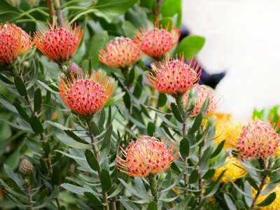 Flowers of elegant pincushion, evergreen shrub