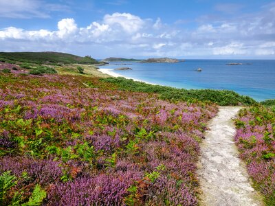 Colourful purple wildflowers next to pathway leading to Great Bay on the Island of St Martin's, isles of Scilly