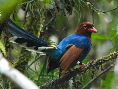 Sri Lankan Blue Magpie on branch in rain forest, Sinharaja, Sri Lanka