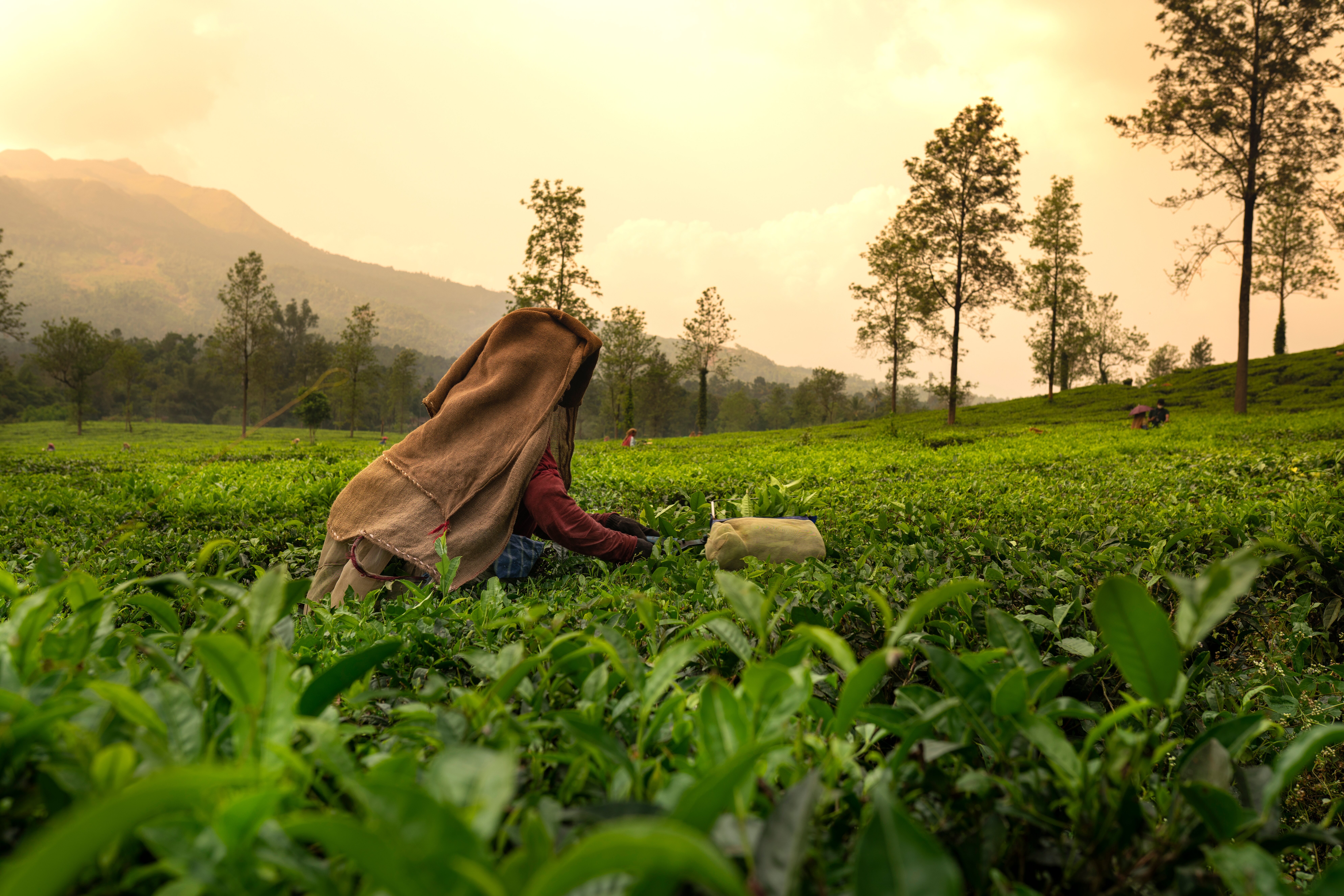 South India’s Hill Stations & Tea Plantations