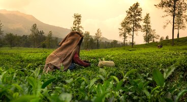 South India’s Hill Stations & Tea Plantations