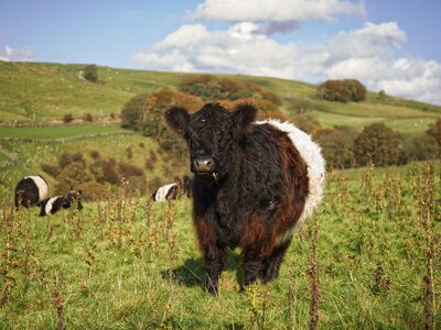 Belted Galloway calves in the green fells of the Lake District National Park Cumbria